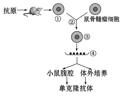 2014屆高三生物二輪復(fù)習(xí)專項(xiàng)檢測(cè) 基因工程、細(xì)胞工程（Word版含解析答案）——細(xì)胞工程專題解析